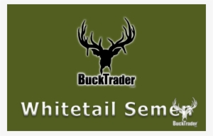 Are You Looking To Purchase Whitetail Semen To Introduce - White-tailed Deer