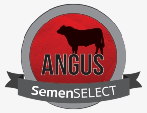 Angus Semenselect - Angus Cattle