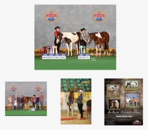 Apha Homozygous Stallion Frozen Semen Available In - Frozen Bovine Semen