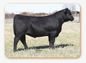 Tour Of Duty - Cattle