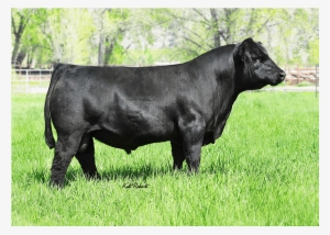 Nlc Cow Boss 160c Simangus Semen - Cattle