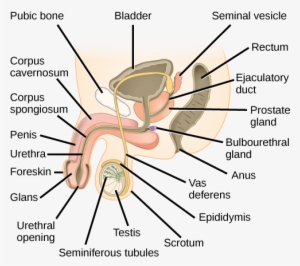 Figure 43 03 - Human Biology Diagram Of A Penis