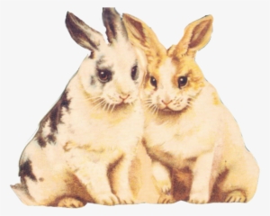 Rabbit Clipart Fur - Clipart Bunnies