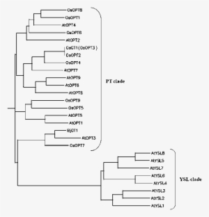 Phylogenetic Tree Illustrating The Ysl And Pt Clades - Diagram