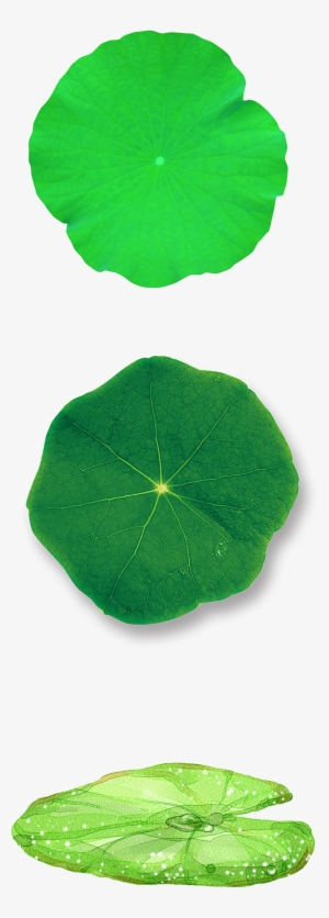 Green Lotus Leaf Decoration Vector - Spanish Cherry