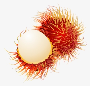 Fruit Drawing Clipart Ranbutan, Fruit Logo, Set Clipart, - Rambutan Clipart