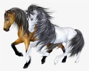 Horses