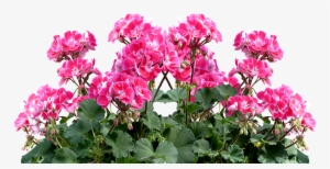 Geranium, Balkonblumen, Summer, Balcony Plant, Flower - Cafepress ! Samsung Galaxy S8 Plus Case