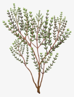 Rosemary Clipart - Thyme Clipart