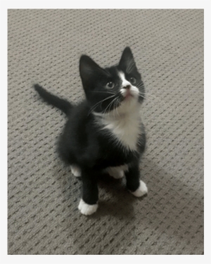 Photo Of Bob The Builder - Kitten