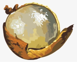 Este Diseño De Producto Es Png De La Fruta Floral Pintado - Longan