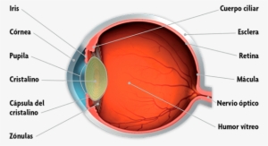 El Ojo Humano Y Sus Partes - Partes Del Ojo Interno