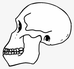 Rudolfensis Skull - Homo Habilis Skull