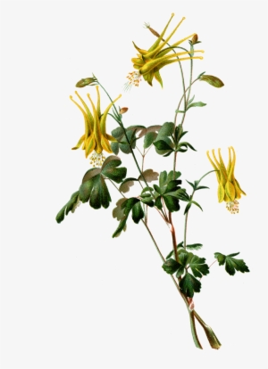 Attend Our Centennial Gala On Thursday, April 14, - Native Beauty Iii Poster Print By Prang (10 X 13)