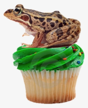 Jabba's Cupcake - Frogs & Lizard Artwork Room Decor Wall Sticker