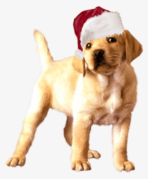 En Png Con Fondo Transparente Y En Tamaño 1024 X - Animated Gif Golden Retriever