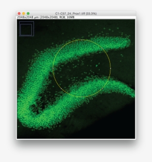 Drawing Roi Photoshop-15 - Drawing