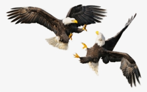 Bald Eagle - 4th Of July Eagle Png