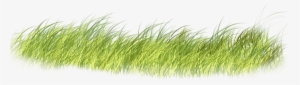 Render Grama - Grass Psd