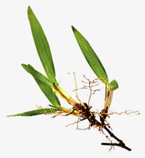 Folha De Grama São Carlos - Grama São Carlos Folha Larga