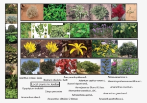 Plants In Jordan - Amaranthus Viridis