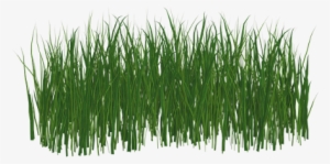 Grama Grass Freetoedit - Fussballrasen Png