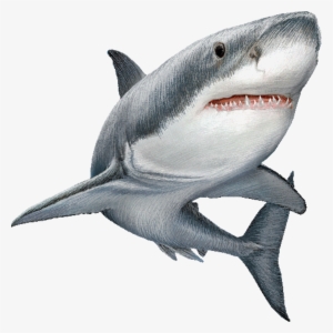 Sticker By Lucius Clip Art Royalty Free - Shark Png