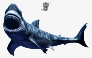 Scary Great White - Great White Shark
