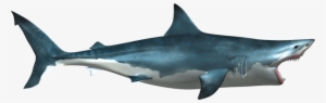 Great White Shark, Sharks, Clip Art, Shark, Illustrations - Shark Png
