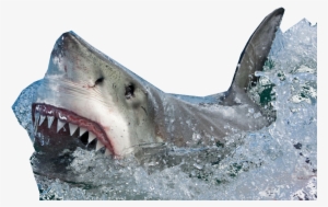 Go To Image - Shark In Water Png