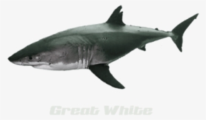 Nurse Shark