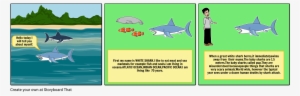 White Sharks Misunderstood Animals - Water