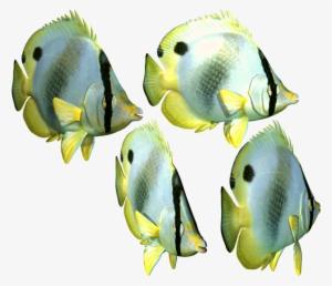 Tropical Fish Png