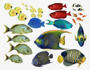 Tropical Fish Combo Pack Wall Decals Stickers - Tropical Fish