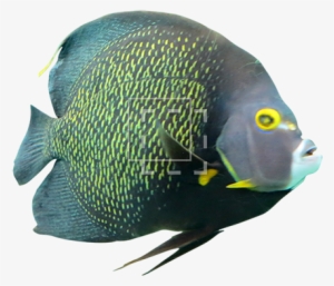 Tropical Fish - Photoshop Cut Out Image Fish