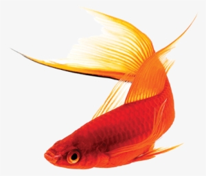 Livebearer Care Sheet - Guppy Fish Png