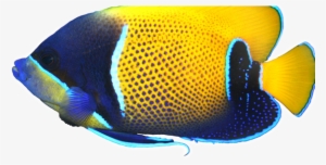 Source - Seaviewaquarium - Com - Au - Report - Tropical - Adelaide