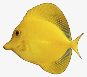 Yellow Fish Clip Art - Yellow Tang White Background