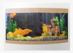 Beautiful Semi-circular Aquarium With Tropical Fish - Setting Up A Tropical Aquarium: Week By Week