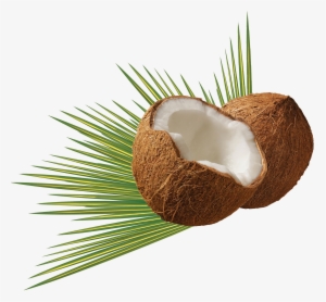 L'huile De Coco Est Votre Meilleure Amie - Coconut Png
