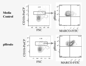 Representative Flow Cytometry Profile Of Marco Upregulation - Diagram