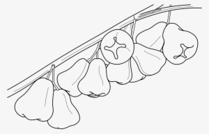 Rose Apple 2 - Jambu Drawing