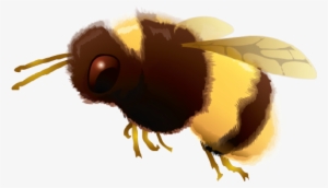 Bumblebee - Real Bumble Bee Png
