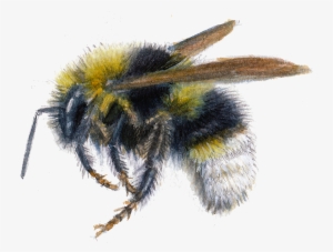 New Bumblebees