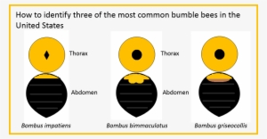 Bumble Bee Guide - Bumblebee