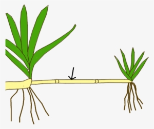 Stem Morphology Type Stolon - Clip Arts On Plants Asexual Reproduction