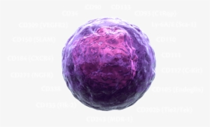 Image Hemo-stem - Hematopoietic Stem Cell 3d