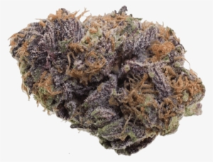 Purple Haze - Grand Daddy Purple
