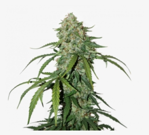 1 Silver Lime Haze Auto Feminized - Autoflowering Cannabis