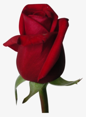 Rose Flowers Without Background